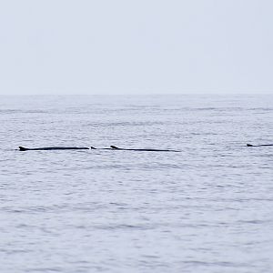 Pygmy Sperm Whale (Kogia breviceps) pod with calf
