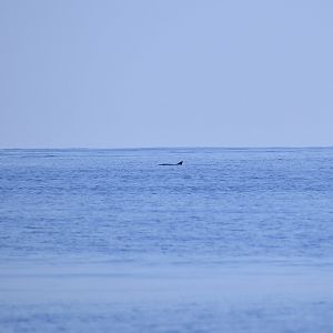 Dwarf Sperm Whale (Kogia sima)