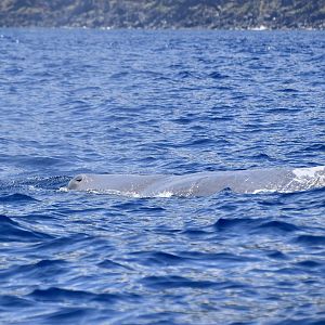 Sperm Whale (Physeter macrocephalus) female