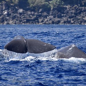Sperm Whale (Physeter macrocephalus) female with calf
