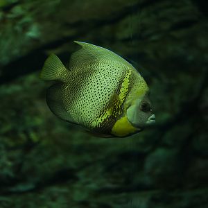 Cortez Angelfish