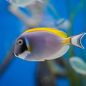 Powder Blue Tang