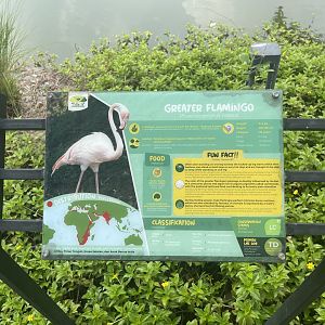 greater flamingo signage - aviary park