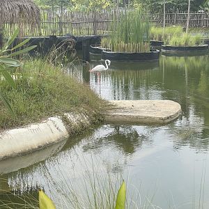 greater flamingo (phoenicopterus roseus) (1) - aviary park