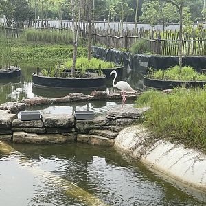 greater flamingo (phoenicopterus roseus) (2) - aviary park