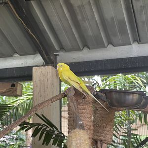 yellow budgerigar (melopsittacus undulatus) (2) - aviary park