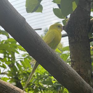 yellow budgerigar (melopsittacus undulatus) (3) - aviary park