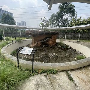 rhinoceros iguana exhibit - aviary park