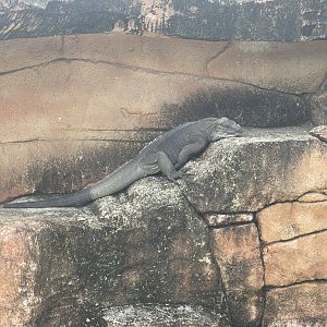 rhinoceros iguana (cyclura cornuta) - aviary park