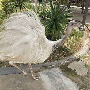 leucistic greather rhea (rhea americana) (1) - aviary park