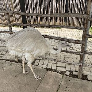 leucistic greater rhea (rhea americana) (2) - aviary park