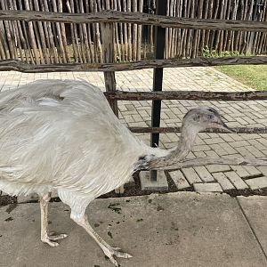 leucistic greater rhea (rhea americana) (3) - aviary park