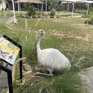 leucistic greater rhea (rhea americana) (4) - aviary park