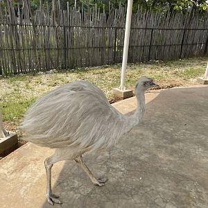 leucistic greater rhea (rhea americana) (5) - aviary park