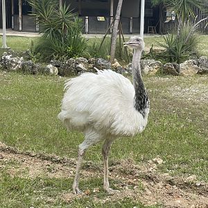 leucistic greater rhea (rhea americana) (6) - aviary park