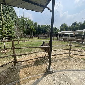 emu exhibit - aviary park