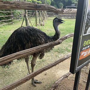 emu (dromaius novaehollandiae) (1) - aviary park