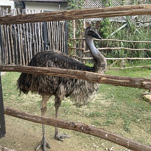 emu (dromaius novaehollandiae) (2) - aviary park