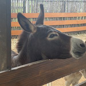 donkey (equus africanus asinus) (1) - aviary park