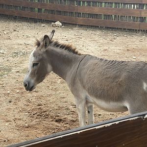 donkey (equus africanus asinus) (2) - aviary park