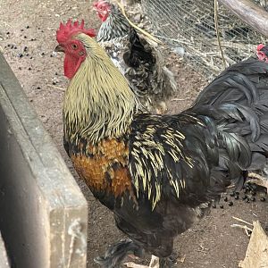 domestic chicken (gallus gallus domesticus) - aviary park