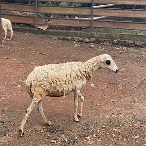 priangan sheep (ovis aries) - aviary park