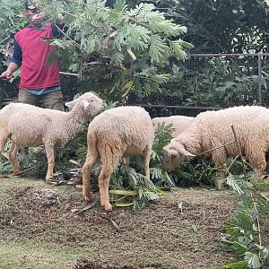 domestic sheep (ovis aries) - aviary park