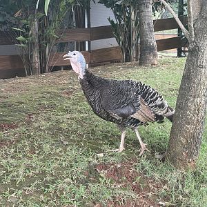 female domestic turkey (meleagris gallopavo domesticus) (1) - aviary park