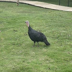 female domestic turkey (meleagris gallopavo domesticus) (2) - aviary park
