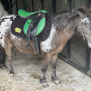 pony (equus caballus) - aviary park