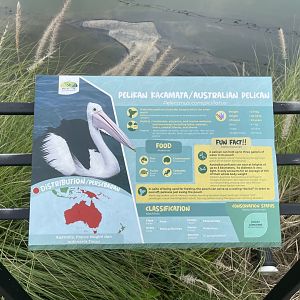 australian pelican signage - aviary park