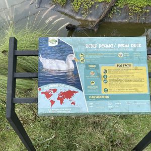 domestic duck signage - aviary park