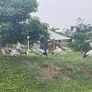 australian pelican (pelecanus conspicillatus) - aviary park
