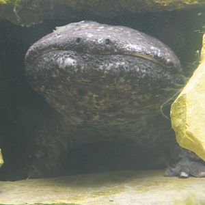 Japanese Giant Salamander
