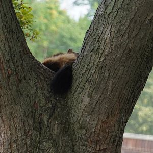 Wolverine Napping in Tree