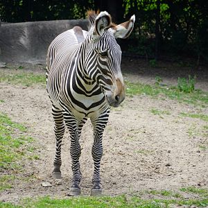 Grevy’s Zebra