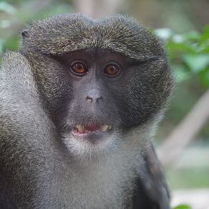 Allen’s Swamp Monkey “Azizi”