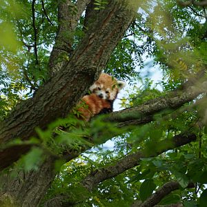 Red Panda “Ginger”