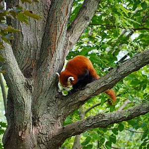Red Panda “Ravi”