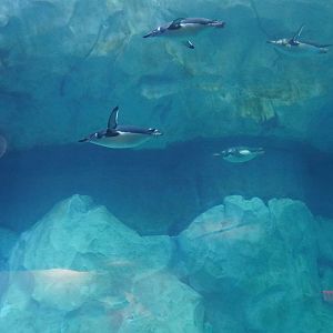 Chinstrap Penguins Swimming