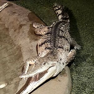 I think this may be a Johnston's Crocodile,  can anyone please ?