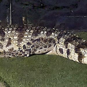 At the Reptile Gardens they had this signed as a Siamese Crocodile, but I'm not too sure.