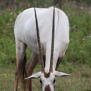 Arabian Oryx