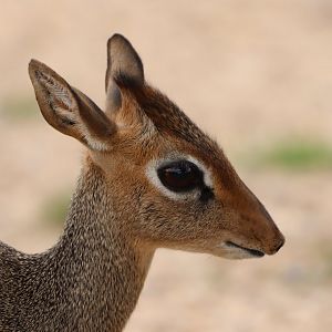 Kirk's Dikdik