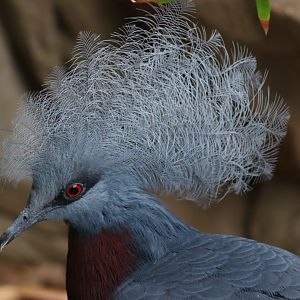 Sclater's Crowned Pigeon