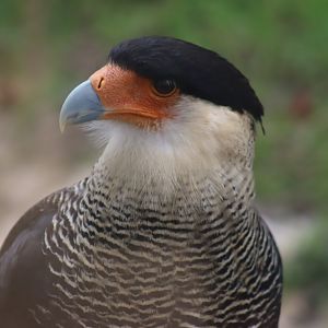 Southern Crested Caracara