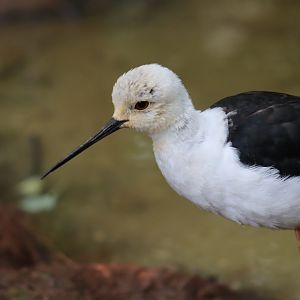 Black-winged Stilt