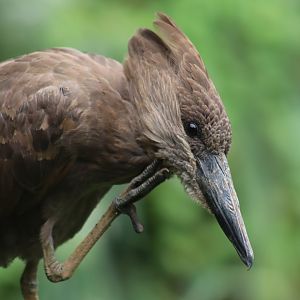 Hamerkop