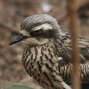 Bush Thick-knee