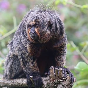 White-faced Saki, female